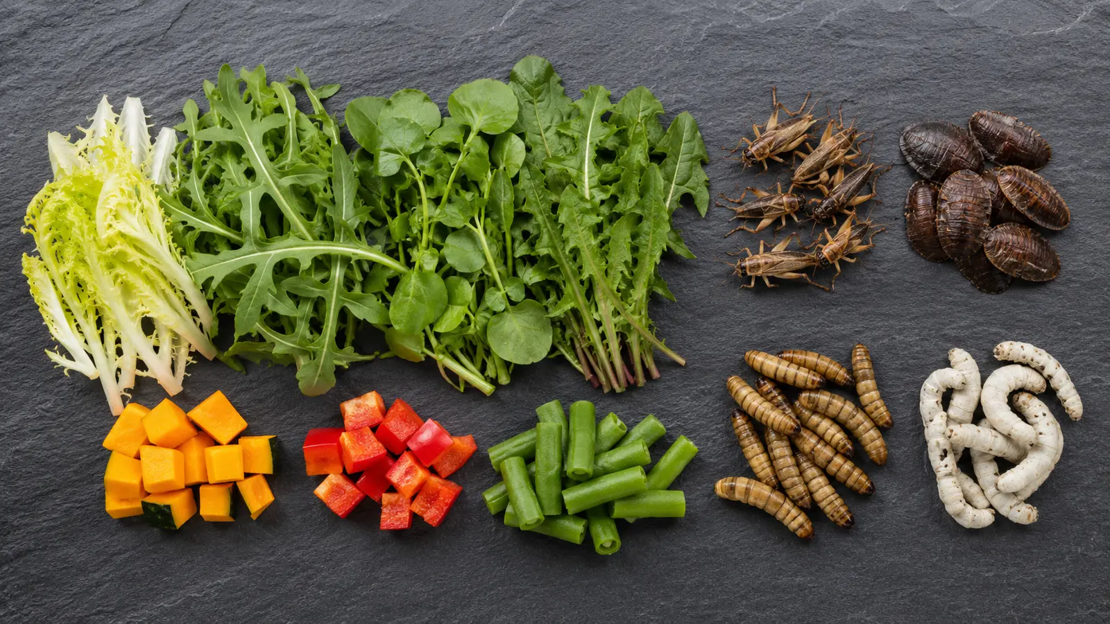 Alimentación variada para pogonas según su edad