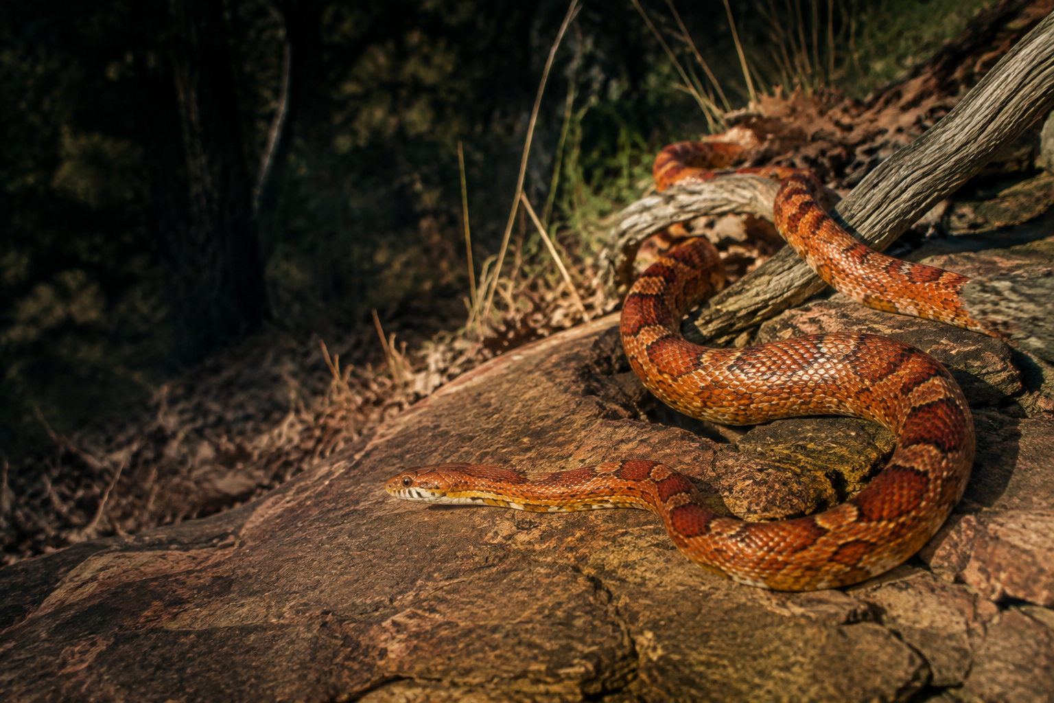 Serpiente en un entorno natural