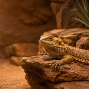 Comedero Elevado Pogona